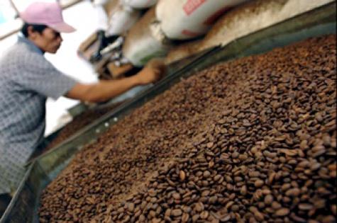 lampung-keluarkan-pergub-tata-kelola-kopi | Berita Positive
