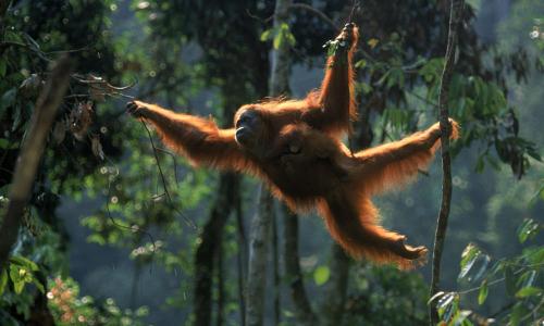orangutan-masuk-kampung-penduduk-akibat-khabitatnya-terbakar | Berita Positive 
