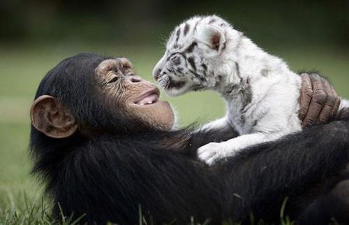 studi-seperti-manusia-simpanse-bisa-tersenyum-secara-diamdiam | Berita Positive 